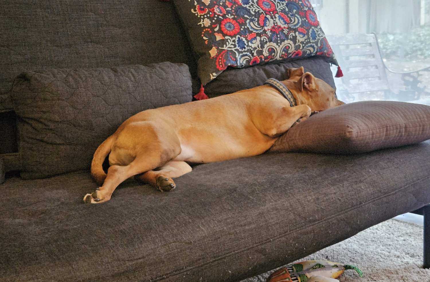 Barley, a dog, lounges on a futon while watching the world through a glass patio door.