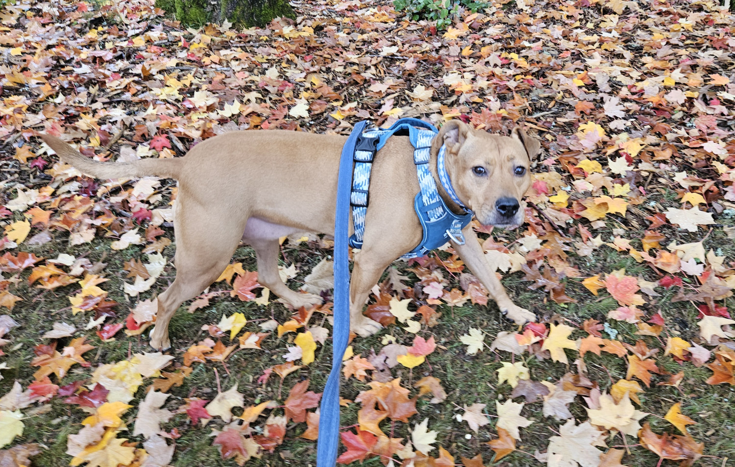 Barley, a dog, glances sideways at the camera as she trots across grass covered in autumn leaves, without breaking her stride.