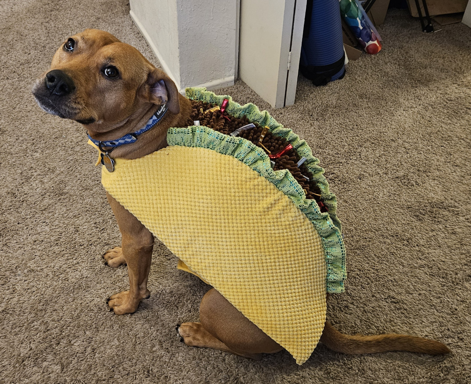 Barley, a dog, shows off her taco costume, which doubles as a sweater during a cold snap so long as it's not raining.