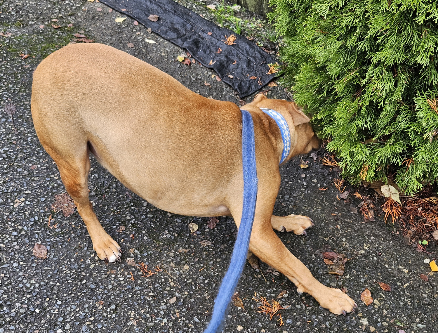 Barley, a dog, screeches to a halt and leans *way* back in order to sniff a low-hanging branch.