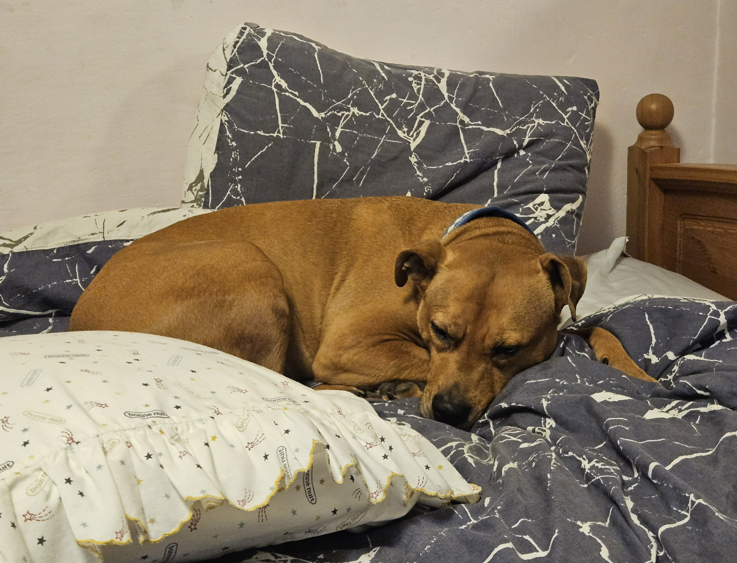 Barley, a dog, snoozes fitfully on a bedspread of gray and white.