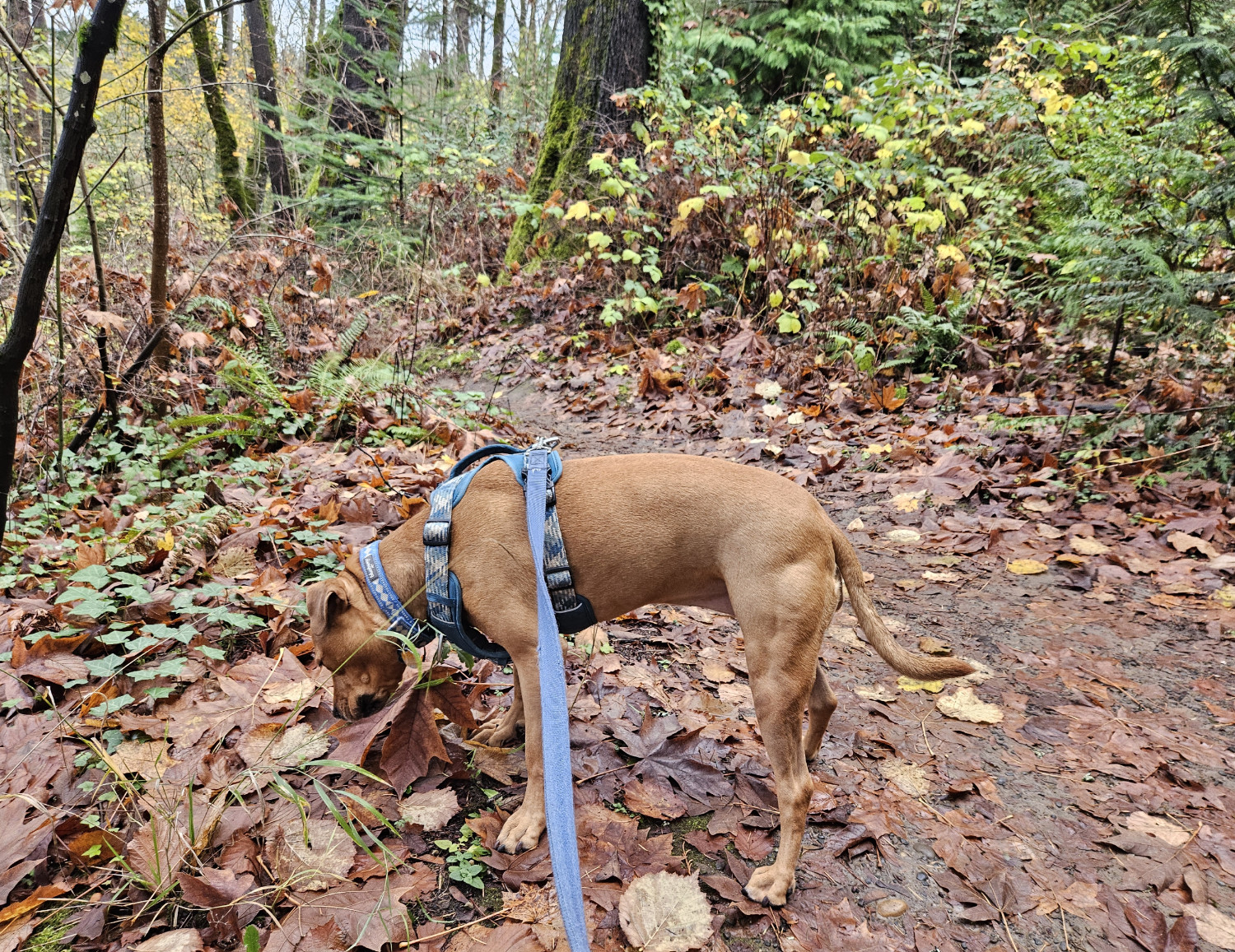 Barley, a dog, surveys the odors among the wet fallen leaves along a wooded trail.