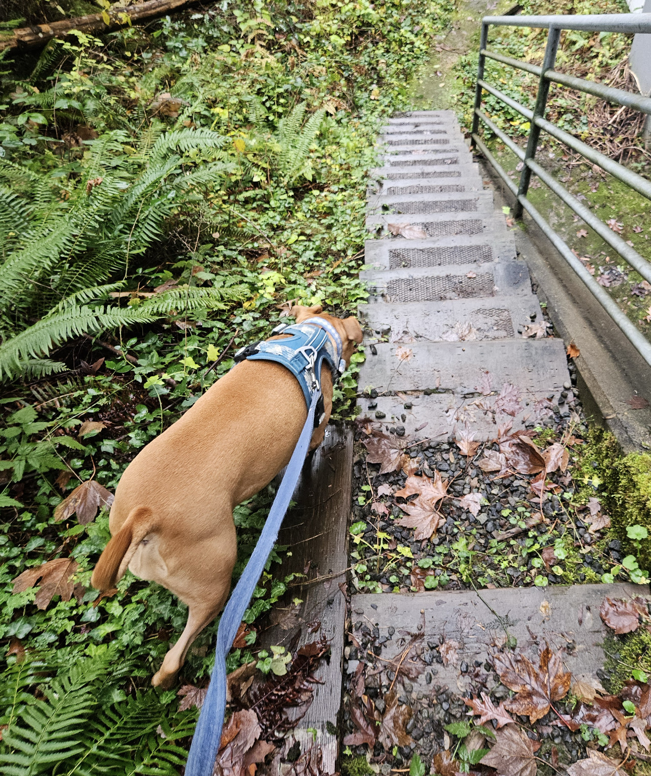 Barley, a dog, descends a steep and plant-laden slope instead of descending the stairs mere inches to her right.