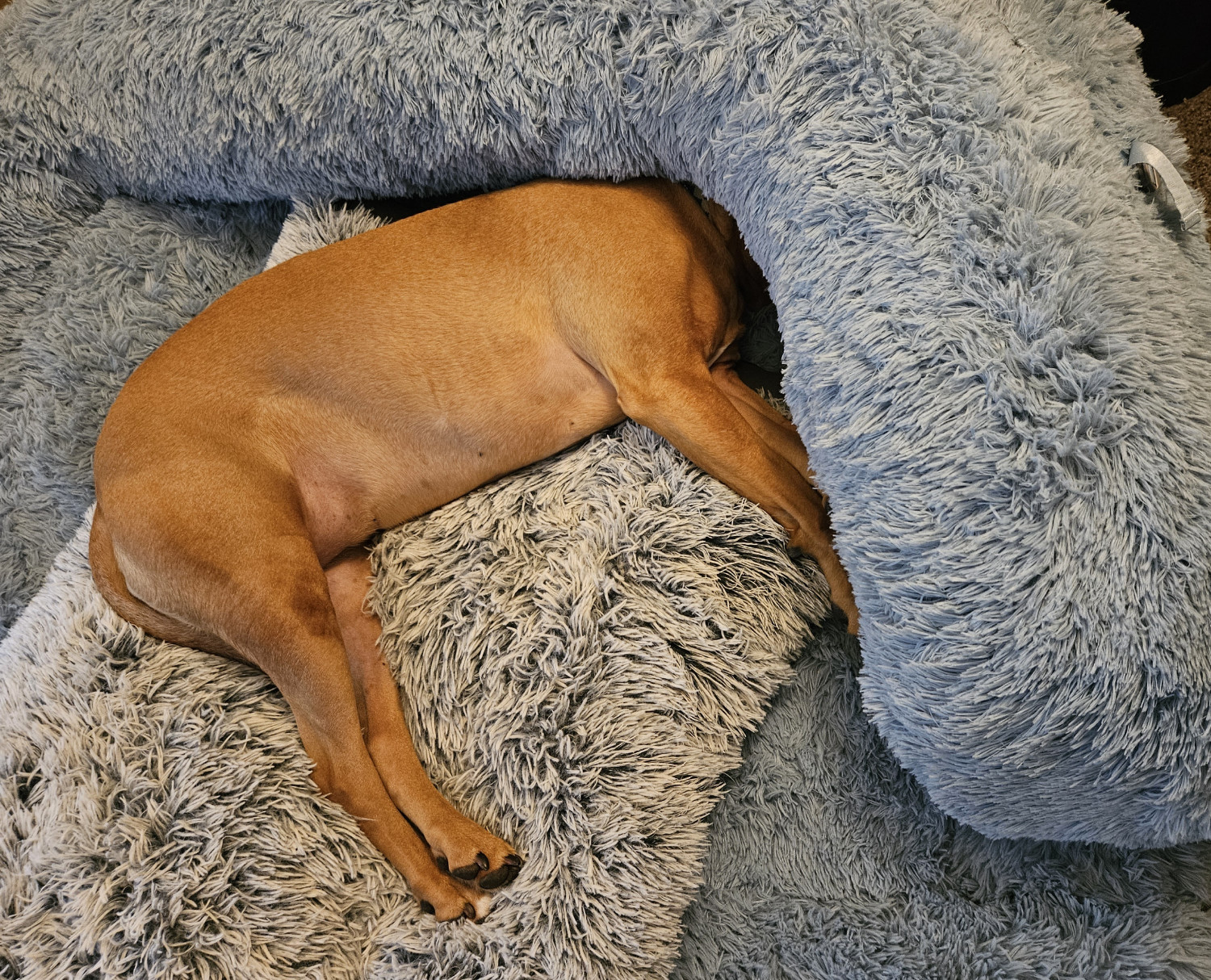 Barley, a dog, snoozes on her ridiculous bed with her face entirely buried in the overhang created by its floppy ring edge.