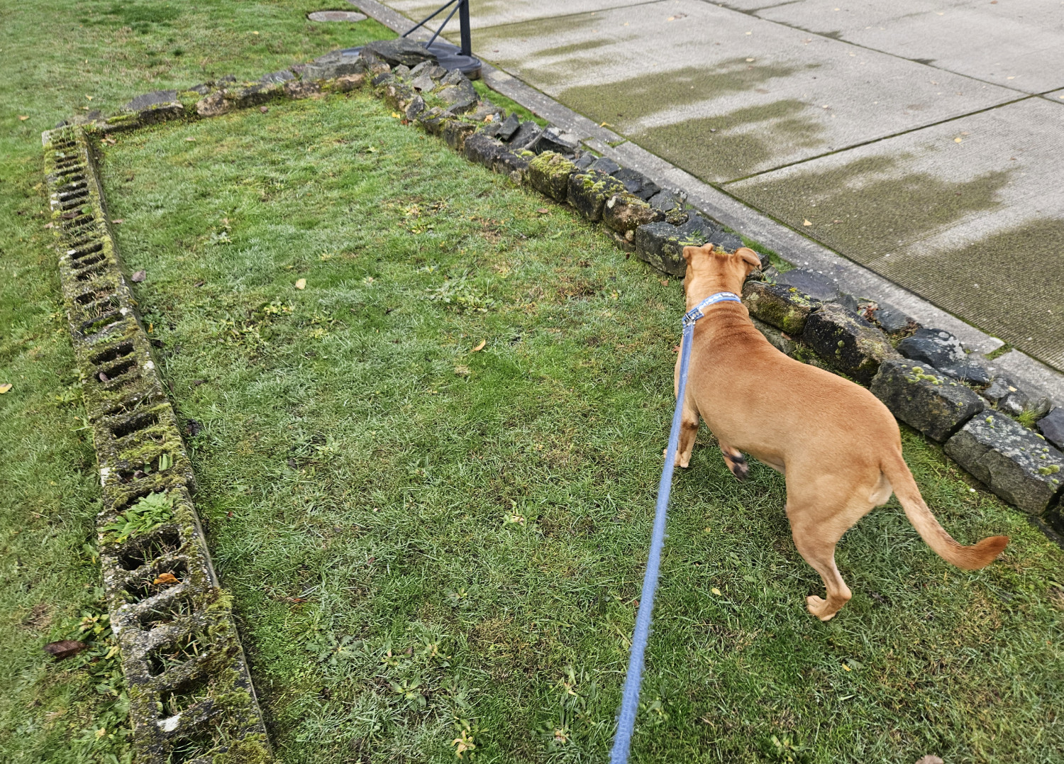 Barley, a dog, trots along a patch of grass encircled by moss-encrusted cinderblocks delimiting what was no doubt a flowerbed or tended garden once upon a time.