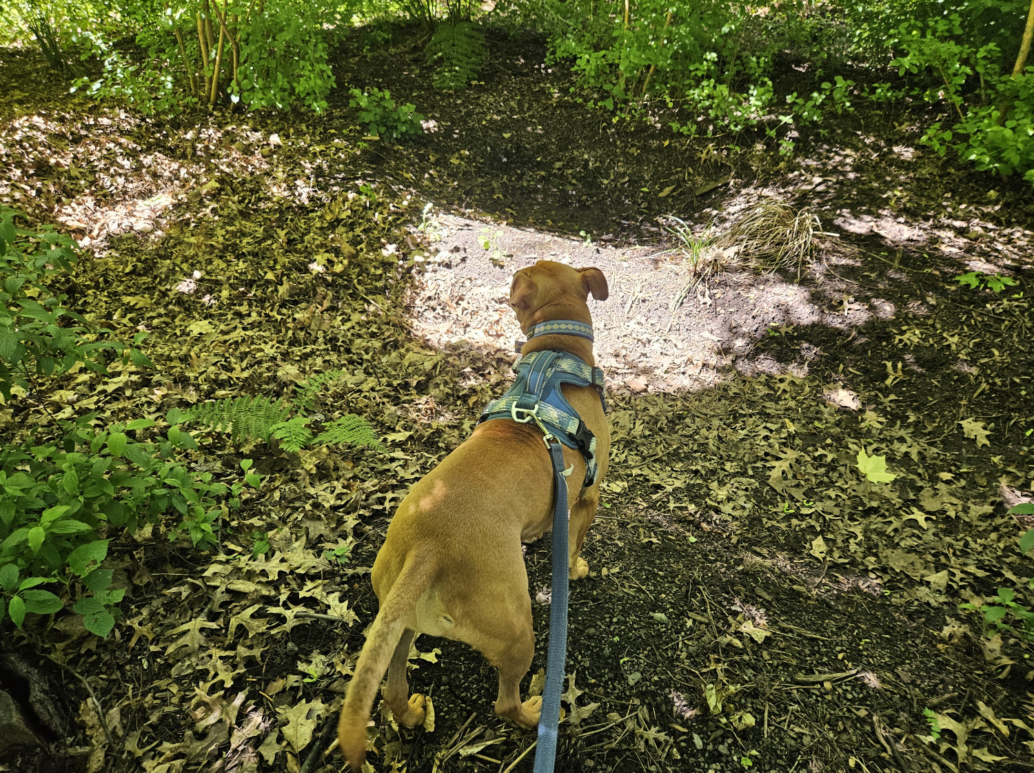 Barley, a dog, stands on a wooded path, in shadows tinted green by the light passing through the trees above. A quadrilateral patch of light illuminates the path ahead.