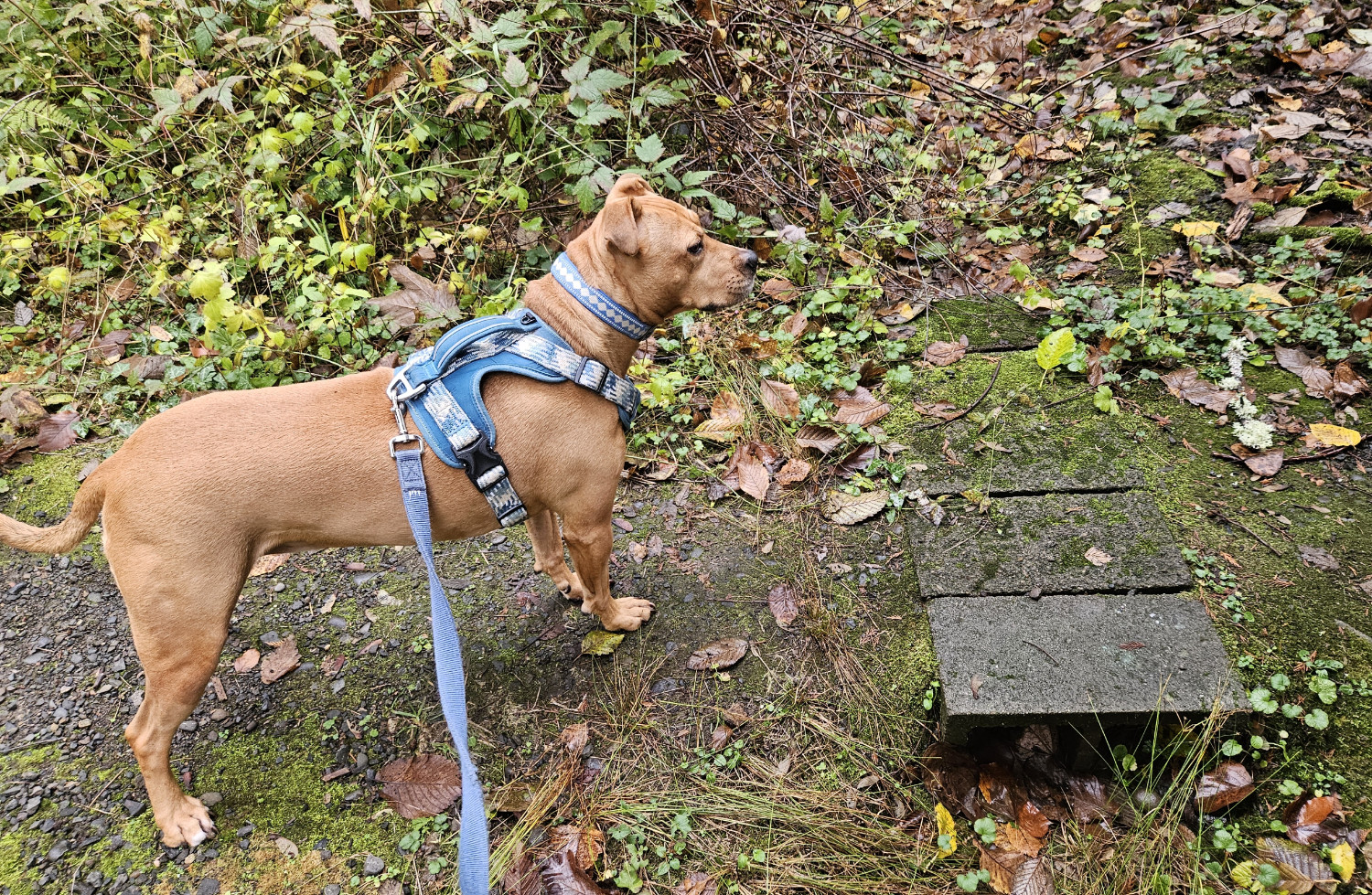 Barley, a dog, stands in front of a tiny drainage furrow, bridged by five cinderblocks turned on their sides.