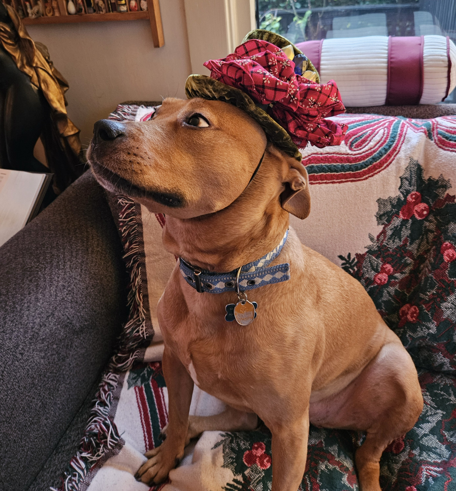 Barley, a dog, wears a festive miniature holiday hat. The elastic cord is decidedly too tight, and Barley's expression reflects this.