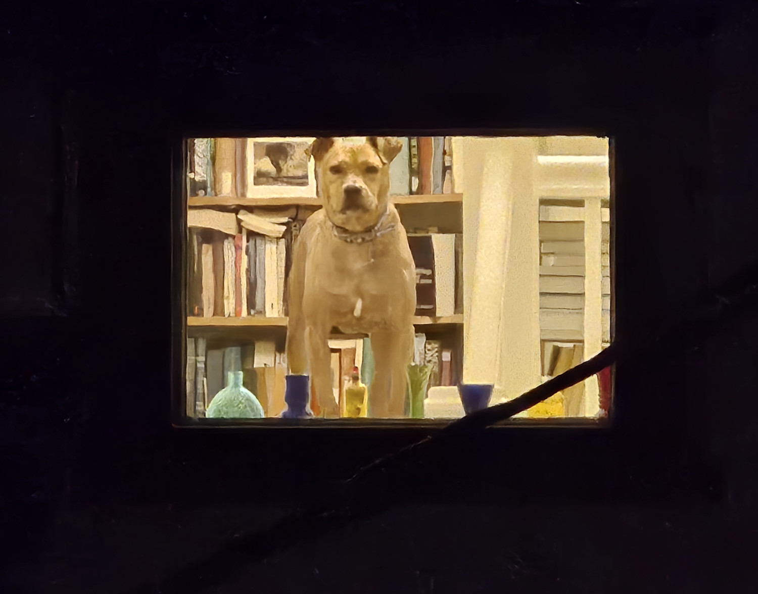 Barley, a dog, stands alert in a lit window, peering into the darkness at the arriving photographer.