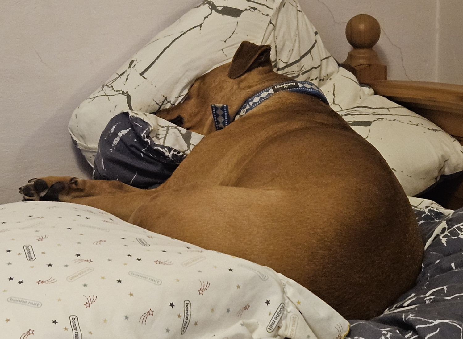 Barley, a dog, is deep in her comfy feels as she sleeps atop a heap of soft bedding.