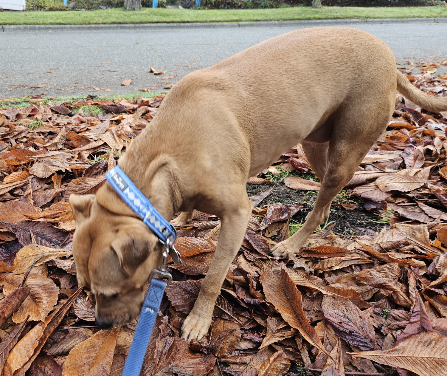 Barley, a dog, scans the surface of a residential leafscape, collating olfactory data about the neighborhood's goings-on.