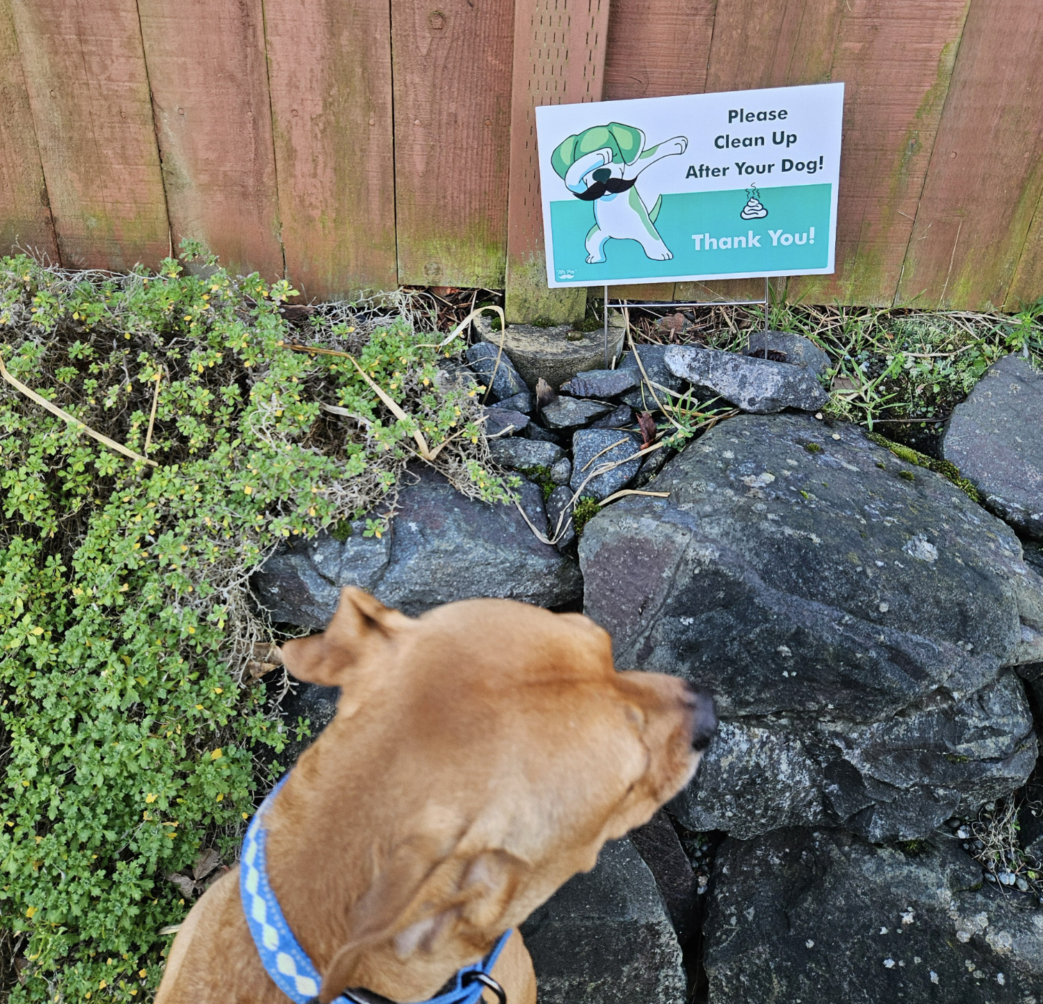 Barley, a dog, is oblivious to a sign in which a dog with a mustache is dabbing next to a pile of excrement. Sun exposure has given the sign a green tint.