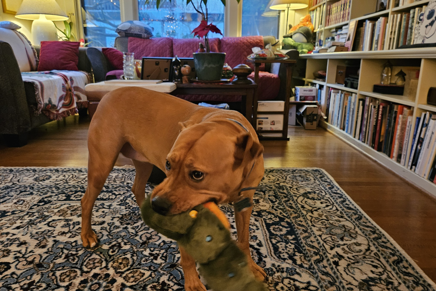 Barley, a dog, grasps a brand-new caterpillar plush in her jaws, with a bit of motion blur to signal that the photo is taken during play.