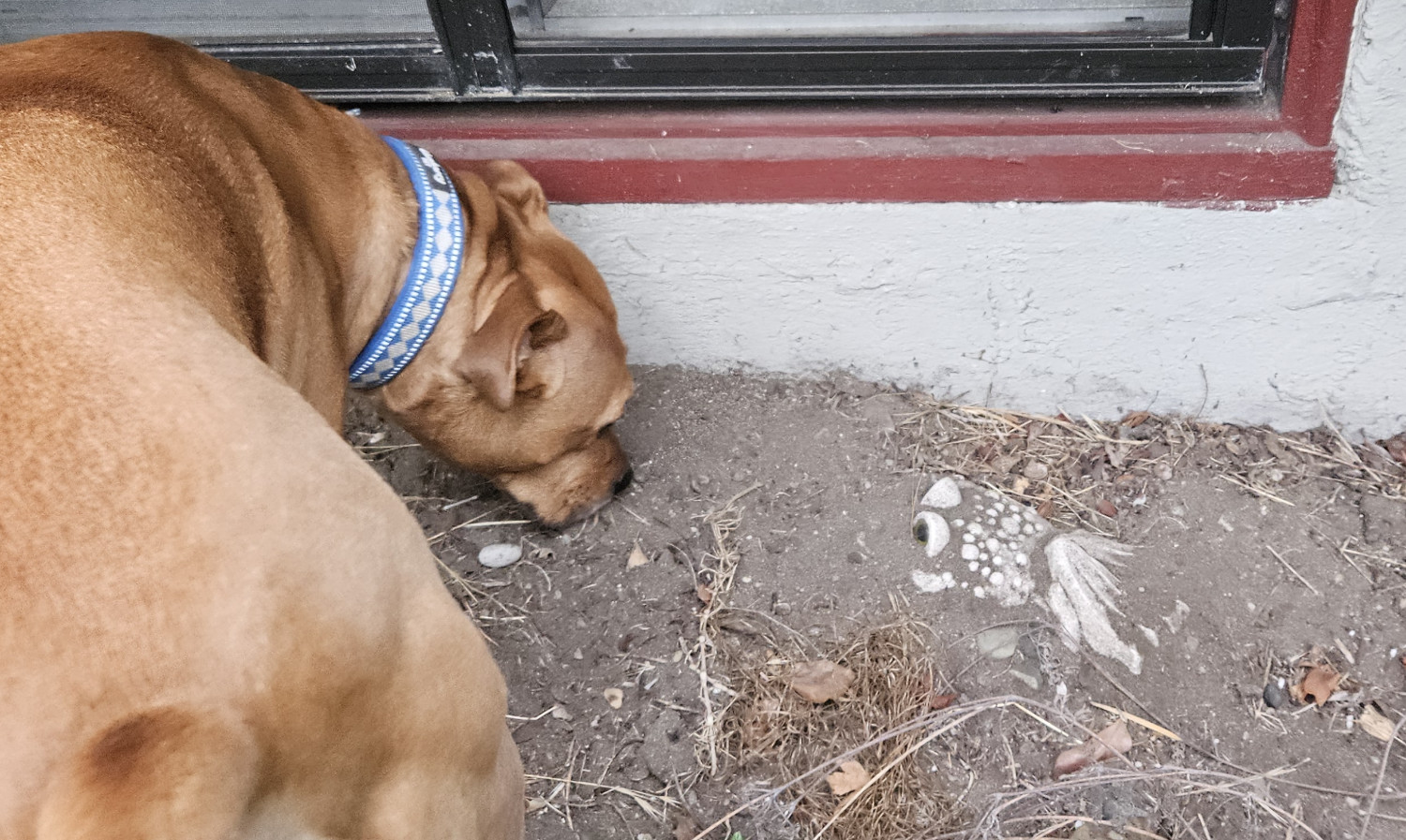 Barley, a dog, has her attention called to an ambiguous stone sculpture of an animal by the side of a house, which is buried in loose dirt right up to its eyes.