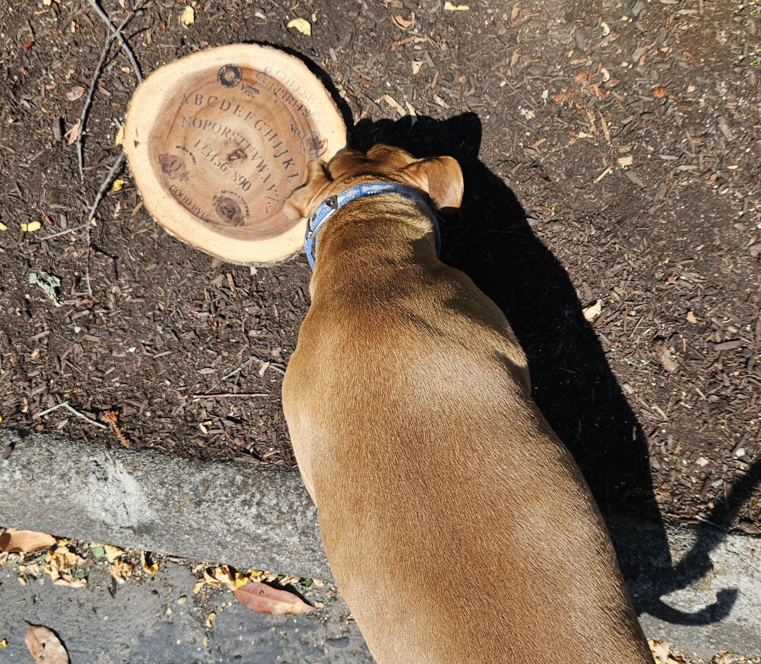 Barley, a dog, inspects a cutting board for cheese that is also a Ouija board, which has apparently been abandoned on the street.