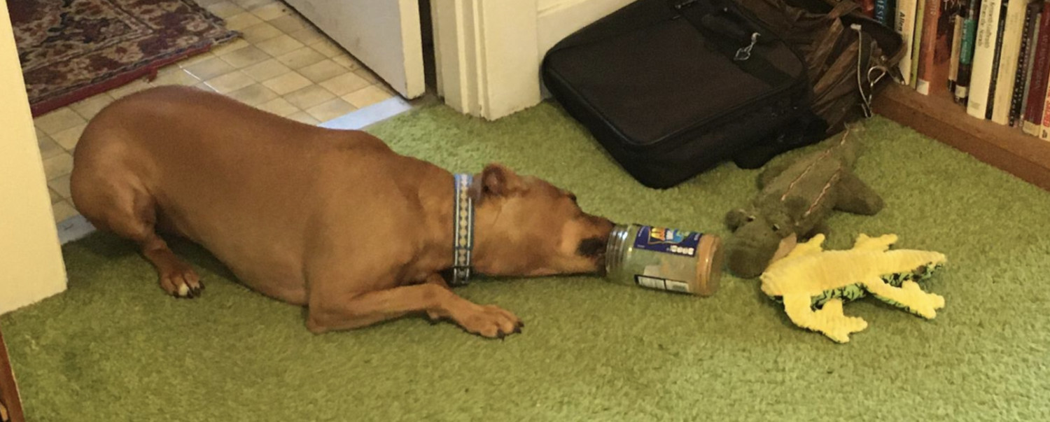 Barley, a dog, angles her body to get her tongue as far as she can into a glass jar of peanut butter.