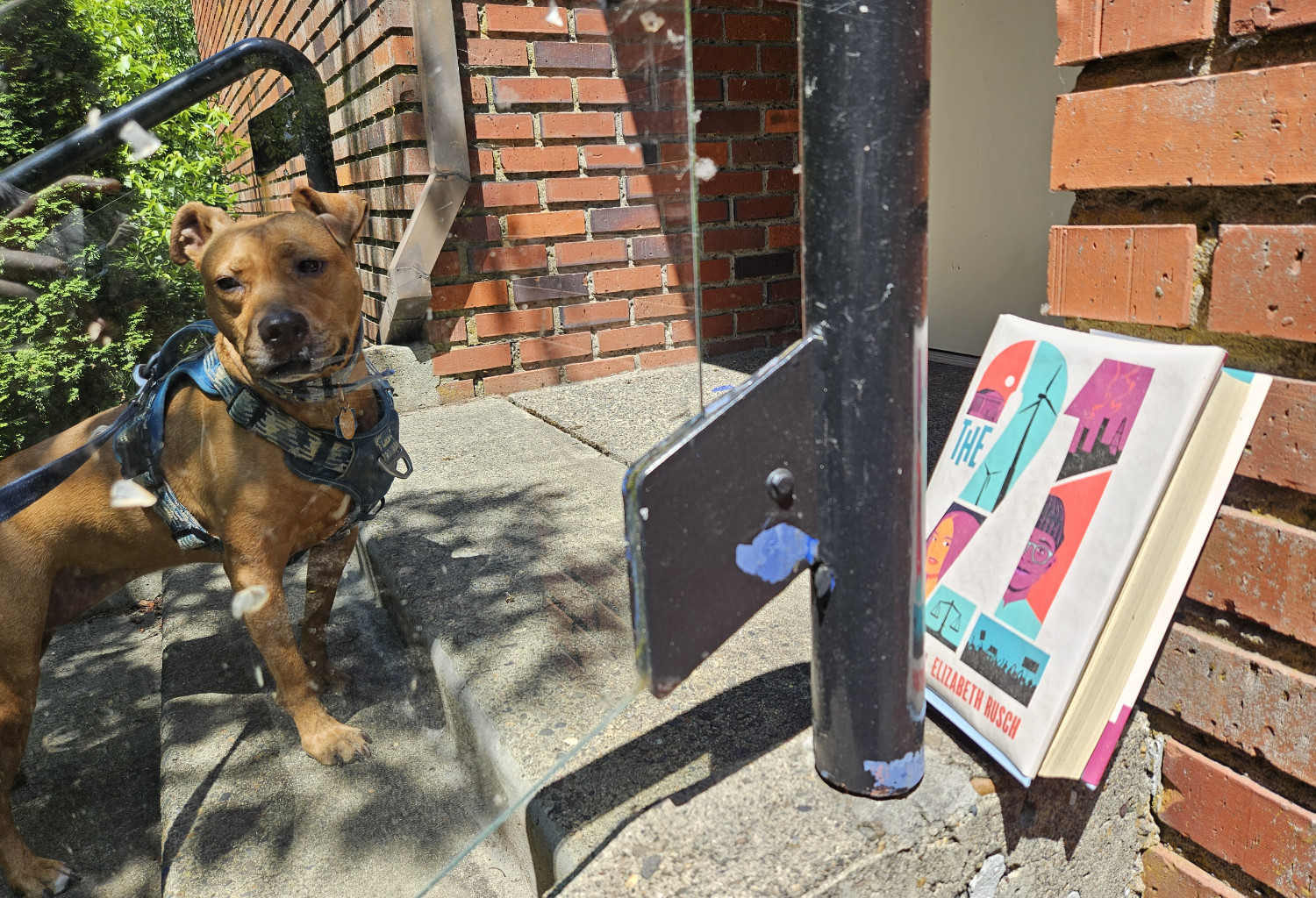 Barley, a dog, views the photographer a little suspiciously through a clear plastic barrier, against which is wedged a copy of "The 21" (2023) by Elizabeth Rusch.