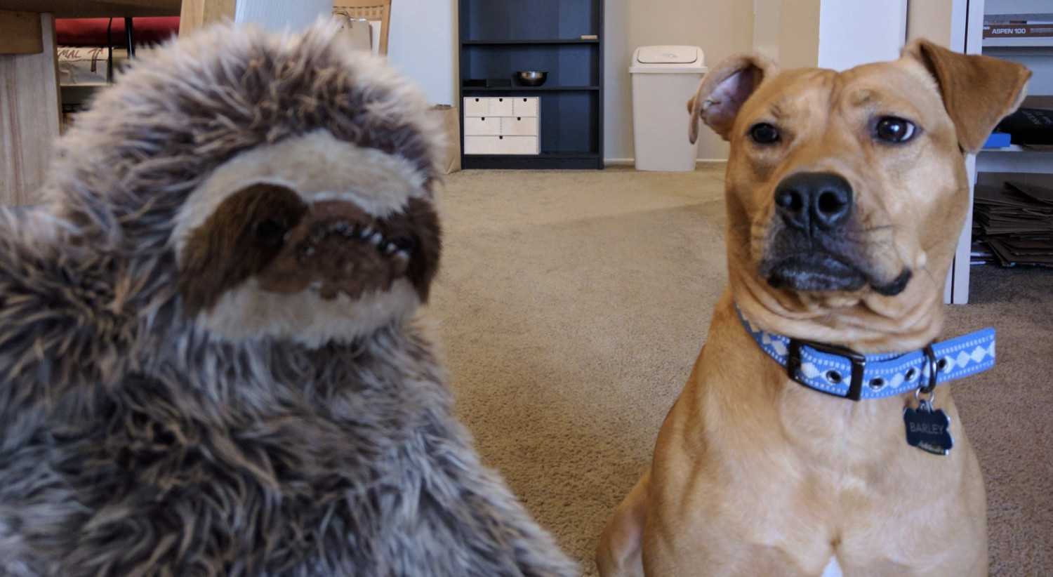 Barley, a dog, gives Tico the sloth an eyeful. Tico's face has mostly been chewed off at this point.