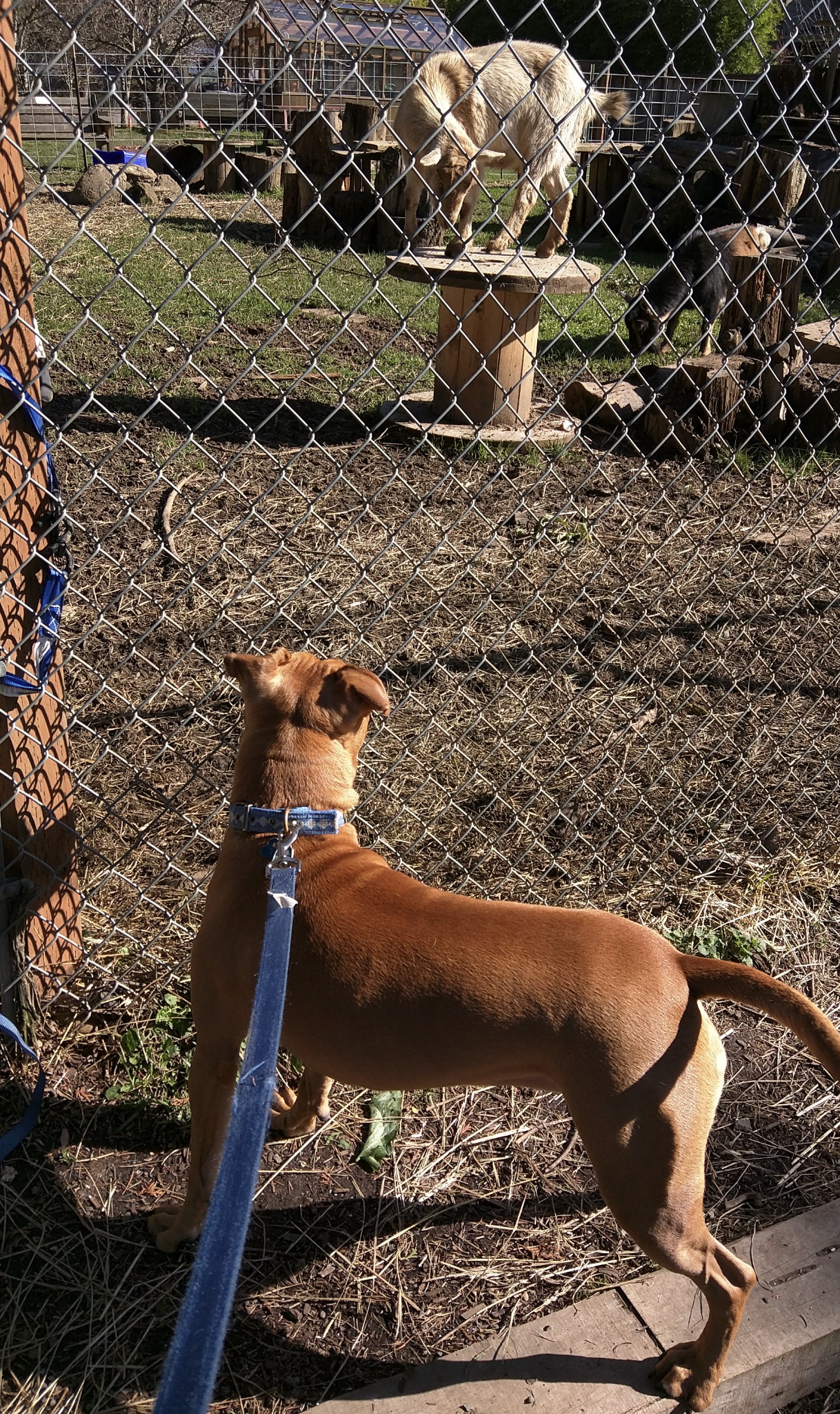 Barley, a dog, takes a passing interest in a goat standing atop a wooden-spool-turned-pedestal.