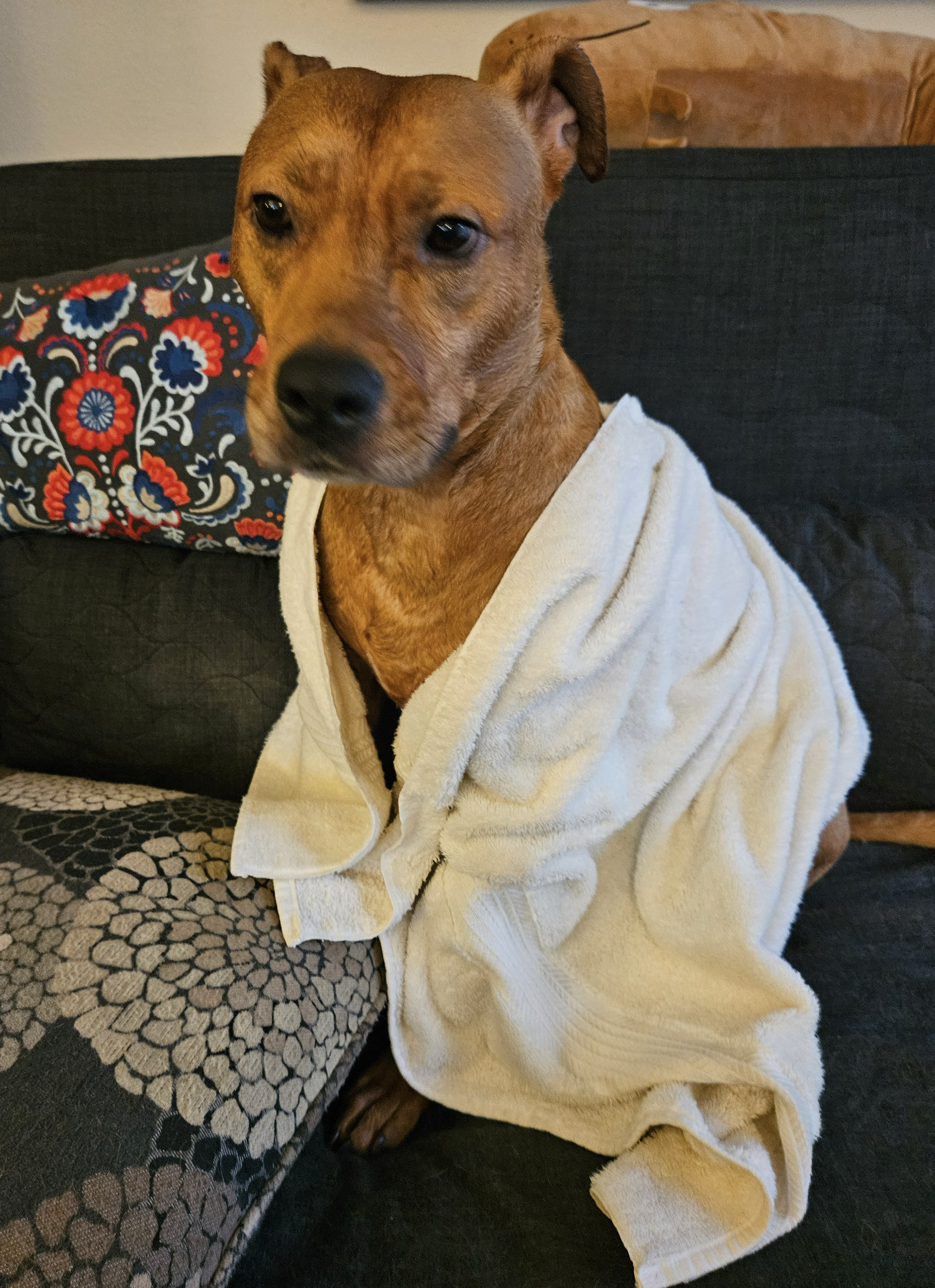 Barley, a dog still moist from a bath, is draped in a white towel.