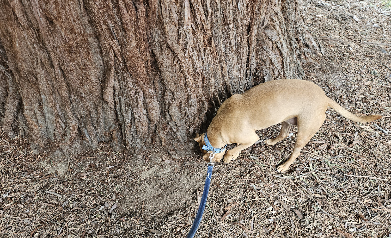 Barley, a dog, sniffs about at the base of a properly enormous tree trunk.