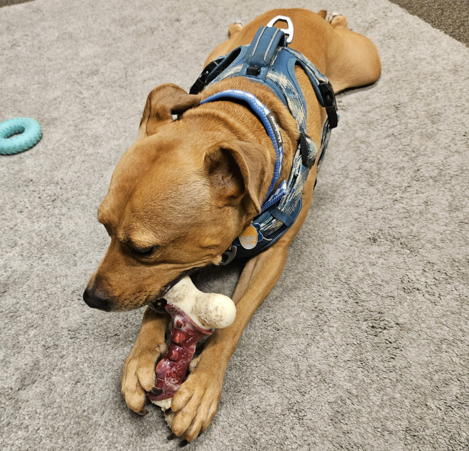 Barley, a dog, chews enthusiastically at a strange-looking plastic bone while sprawled on a carpet.