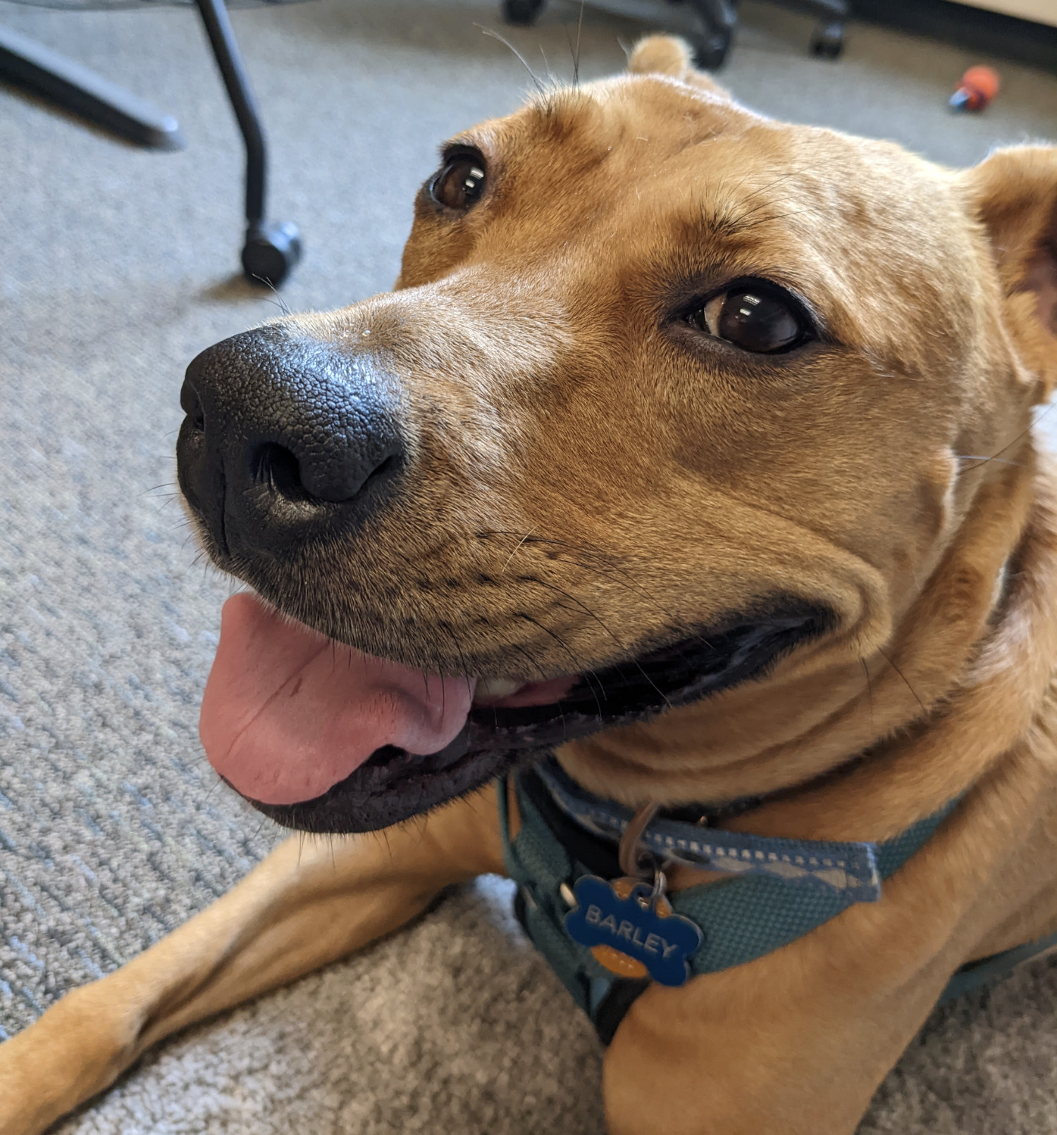 Barley, a dog, is photographed up close as she lies on an office carpet near some office furniture.