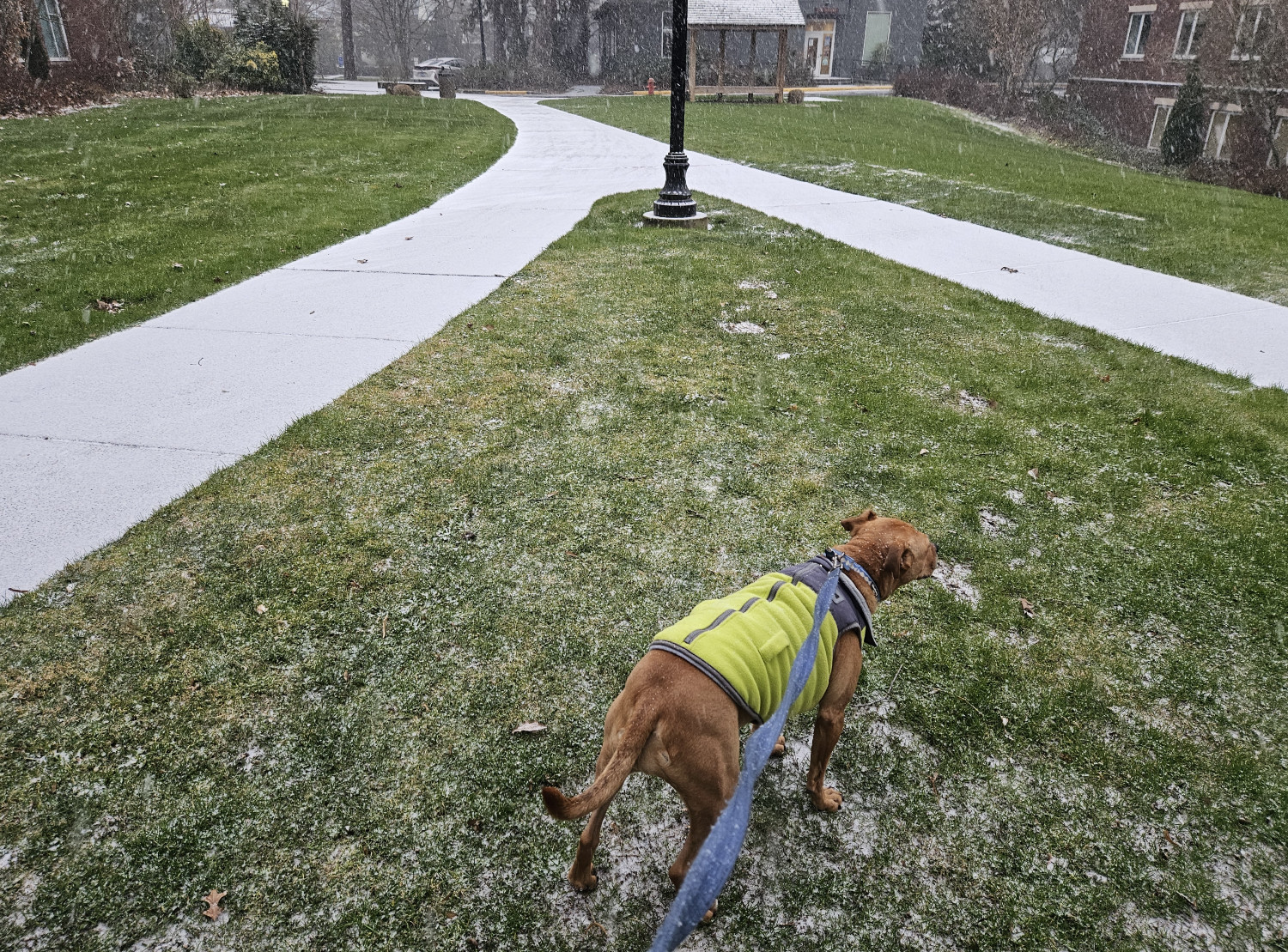 Barley, a dog, stands on the grass in her winter fleece as snow begins to stick to the nearby paved walkway. The snow is not *yet* sticking to the grass.