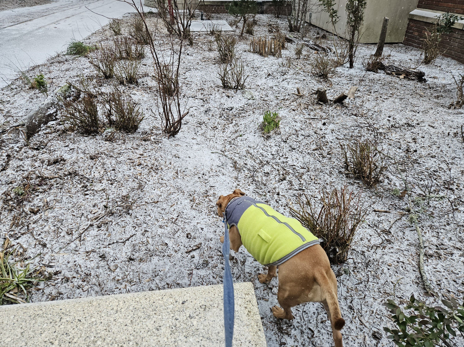 Barley, a dog, pokes about amid accumulating snow, in a patch where all the plants have recently been trimmed back very aggressively.