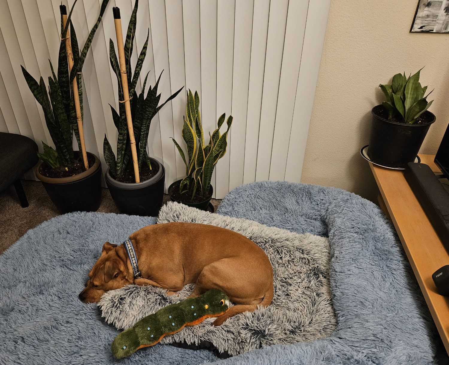 Barley, a dog, snoozes on her huge bed with her caterpillar toy. Around here are multiple potted snake plants.