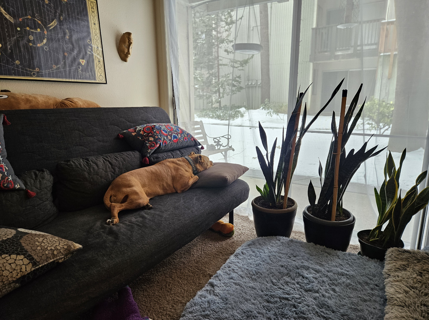 Barley, a dog, lies on the futon with her head on a pillow, gazing out at a snowy yard.