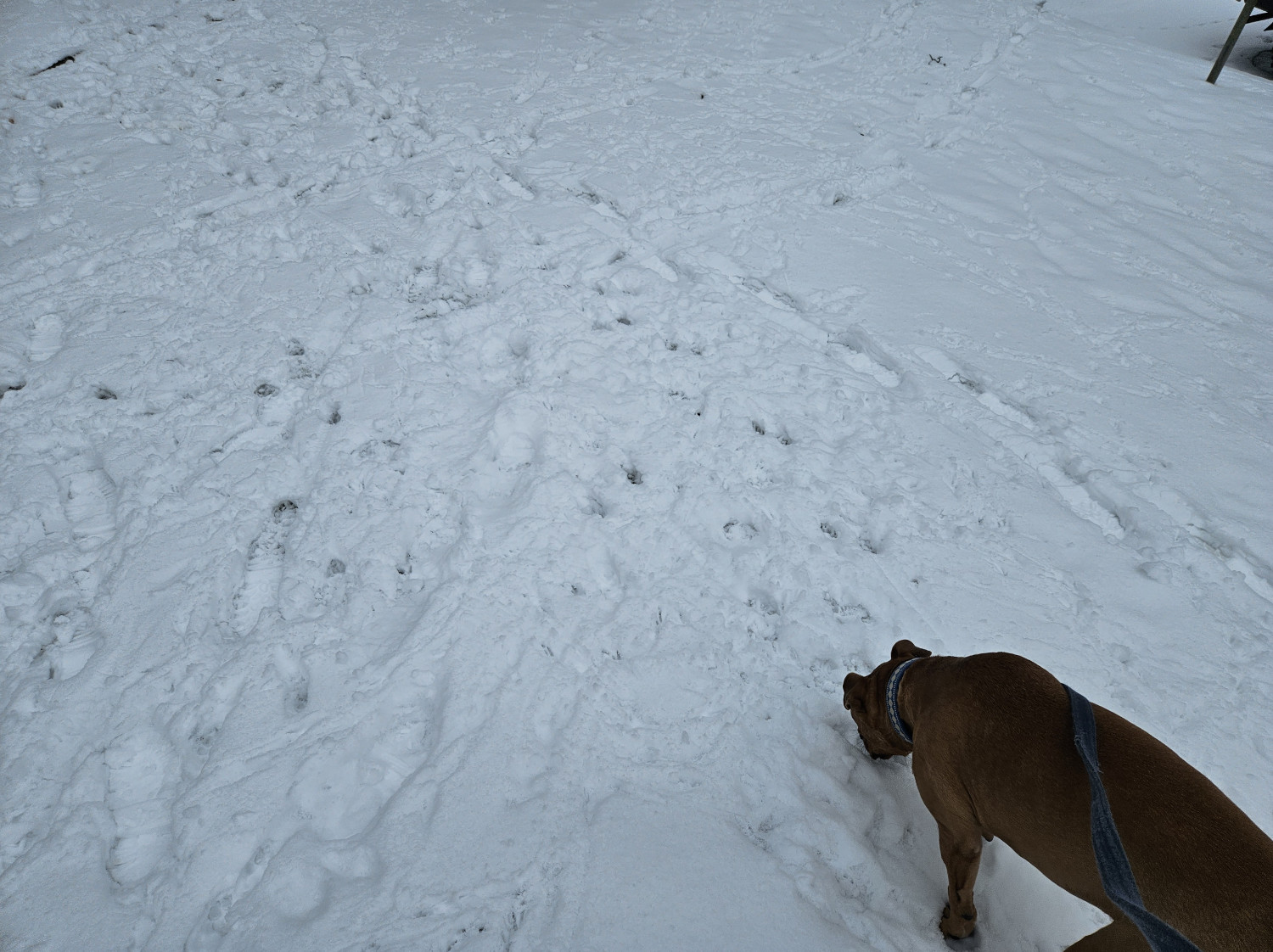 Barley, a dog, inspects a snowfield now thoroughly criss-crossed by dog an human footprints.