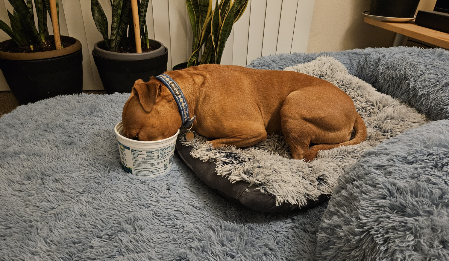 Barley, a dog, lies in the lap of luxury with her face fully buried in a tub of Nancy's Probiotic Nonfat Yogurt.