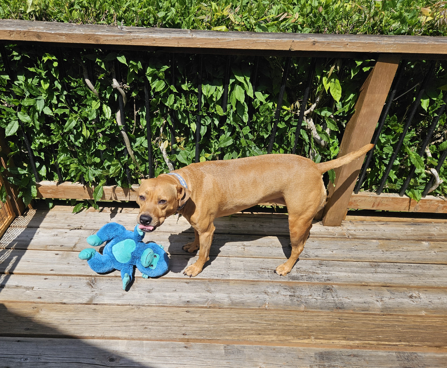 Barley, a dog, bleps for the camera while standing on a sunny deck with her blue monkey.