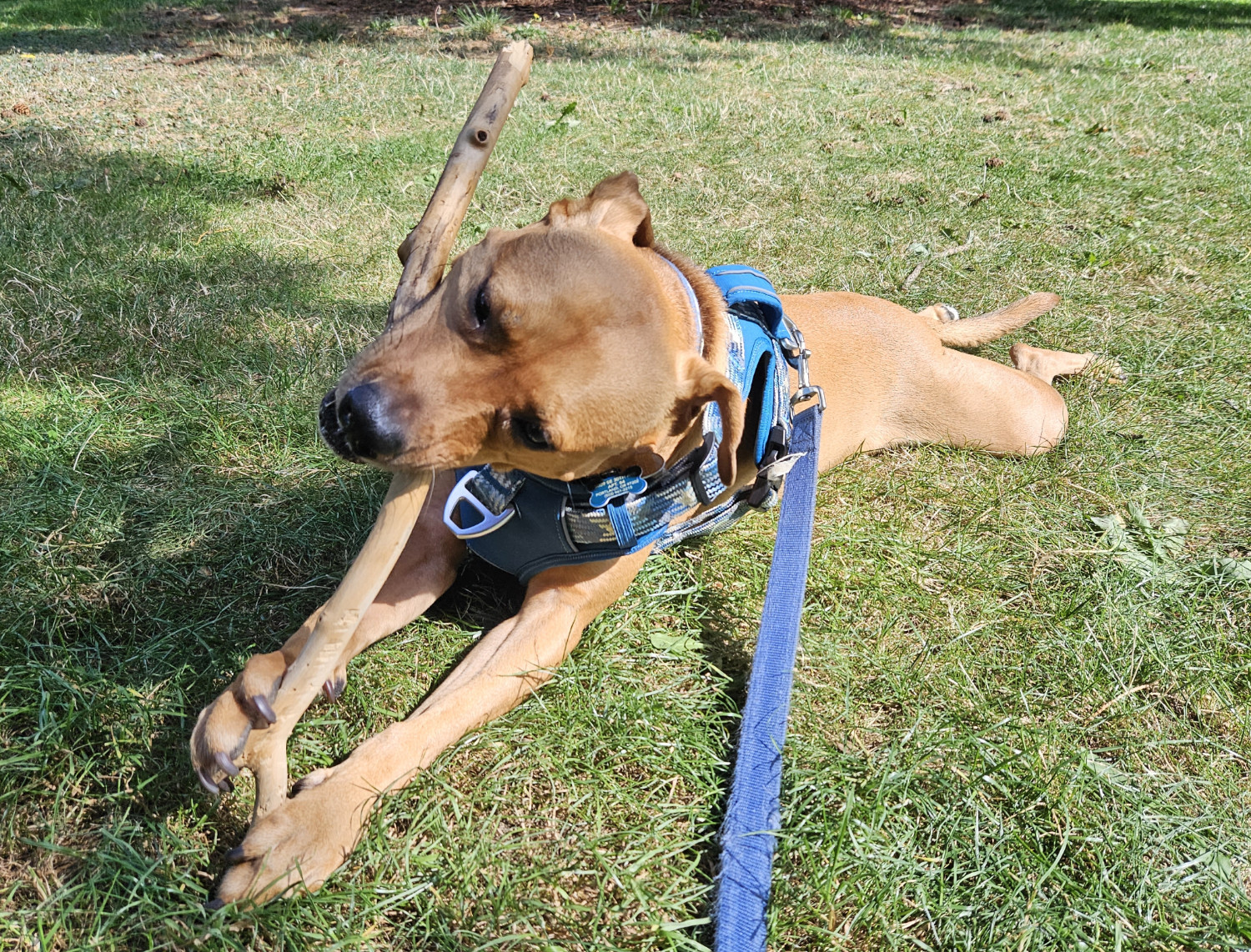 Barley, a dog, grips the base of a stick in her paws as she gnaws at it, having turned her head almost 90 degrees to do so.