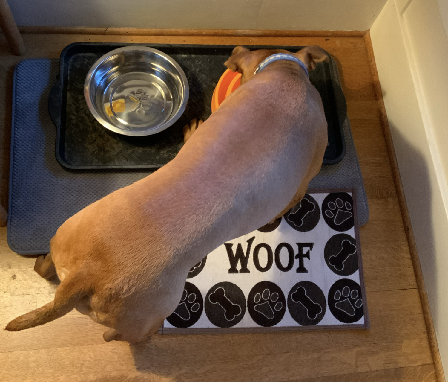 Barley, a dog, enjoys her dinner at her designated feeding station, complete with multiple layers of splash protection.