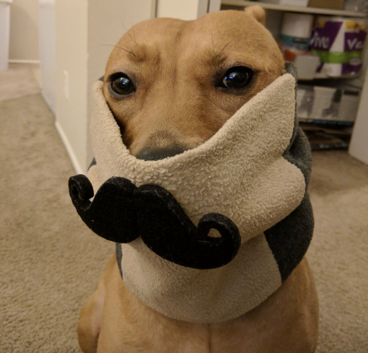 Barley, a dog, wears a fleece neck warmer with a cartoonish felt mustache attached that gives her big Hercule Poirot energy.