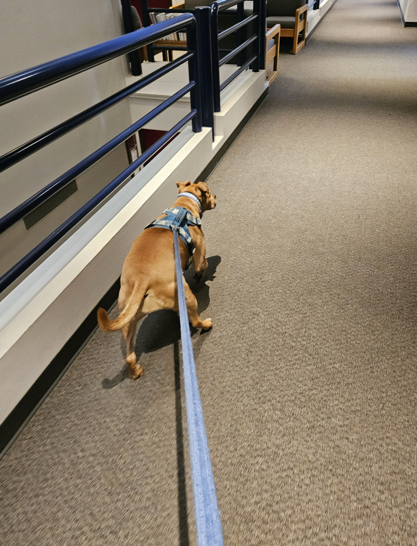 Barley, a dog, trots with great enthusiasm down a college hallway, so much so that her leash is pulled taut.