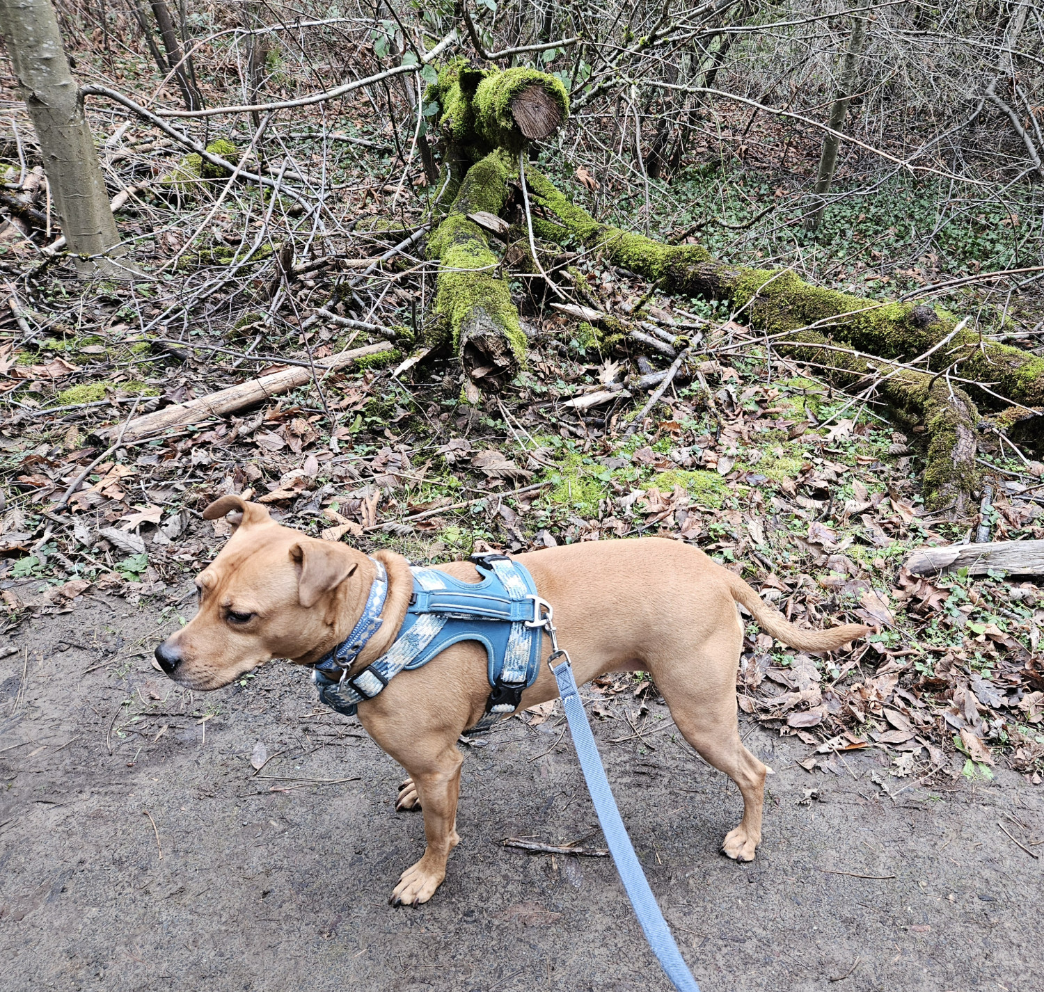 Barley, a dog, stands in front of a fallen tree that, long ago, was cut. It blends into the backdrop, as if it has been here all along.