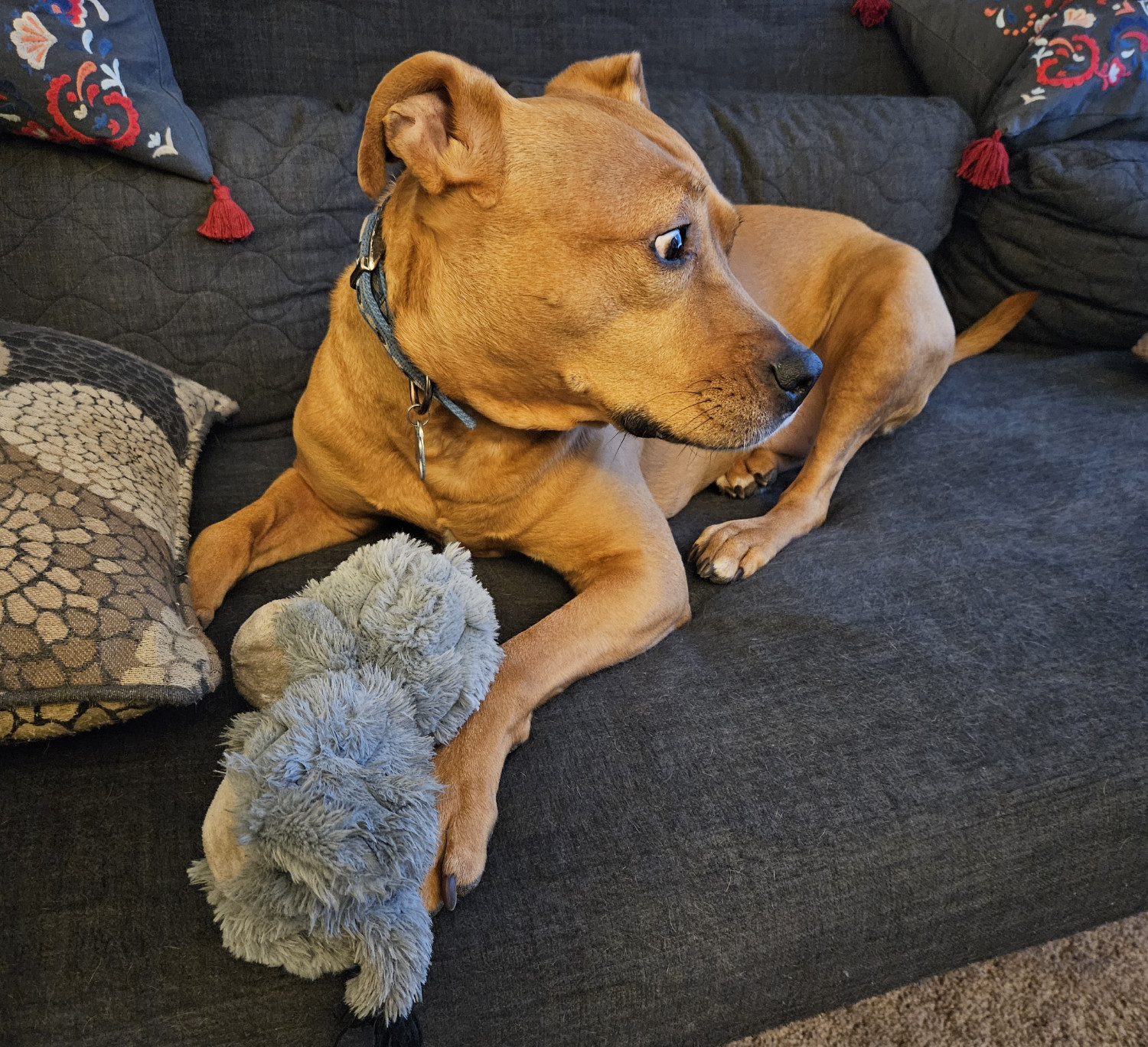 Barley, a dog, lies on the futon with one of her toys, but glances with evident alarm toward something happening off campus.