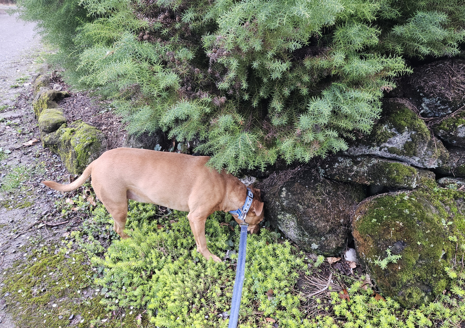 Barley, a dog, sniffs about at a low stony retaining wall, under the overhanging branches of a decorative spiny bush.