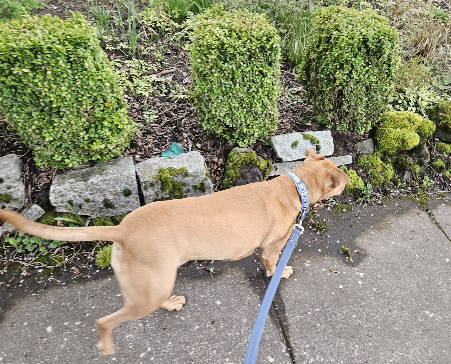 Barley, a dog, walks past a series of short decorative bushes, each trimmed into an approximate rectangle, with very wide spacing between them.