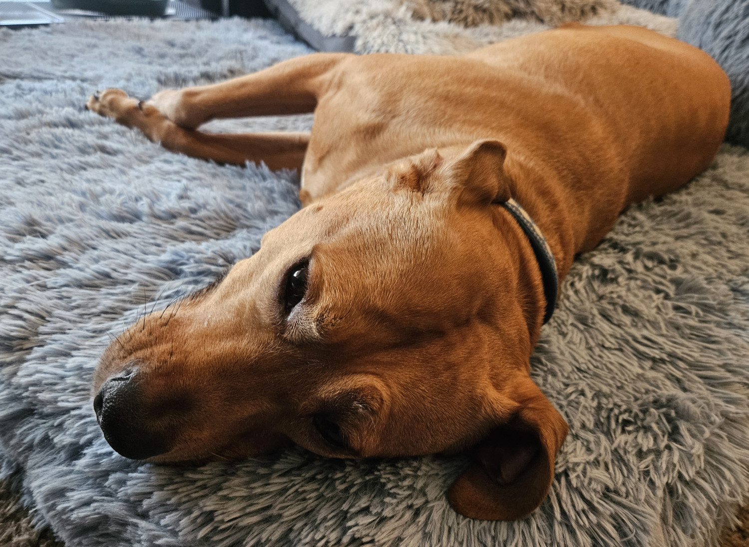 Barley, a dog, photographed up close as lies on her side atop her enormous dog bed.