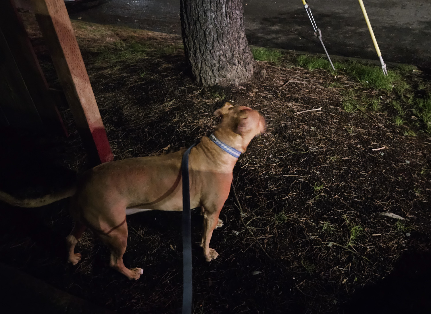Barley, a dog, is briefly illuminated by headlights during a night-time walk.
