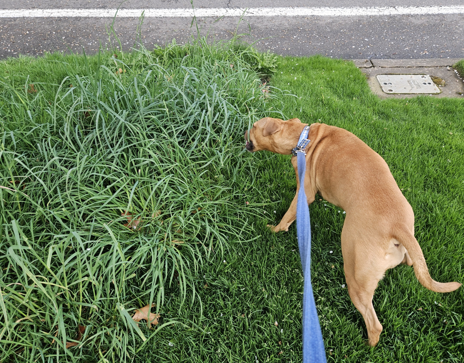 Barley, a dog, tried to get a chomp of some tall leafy blades of grass.