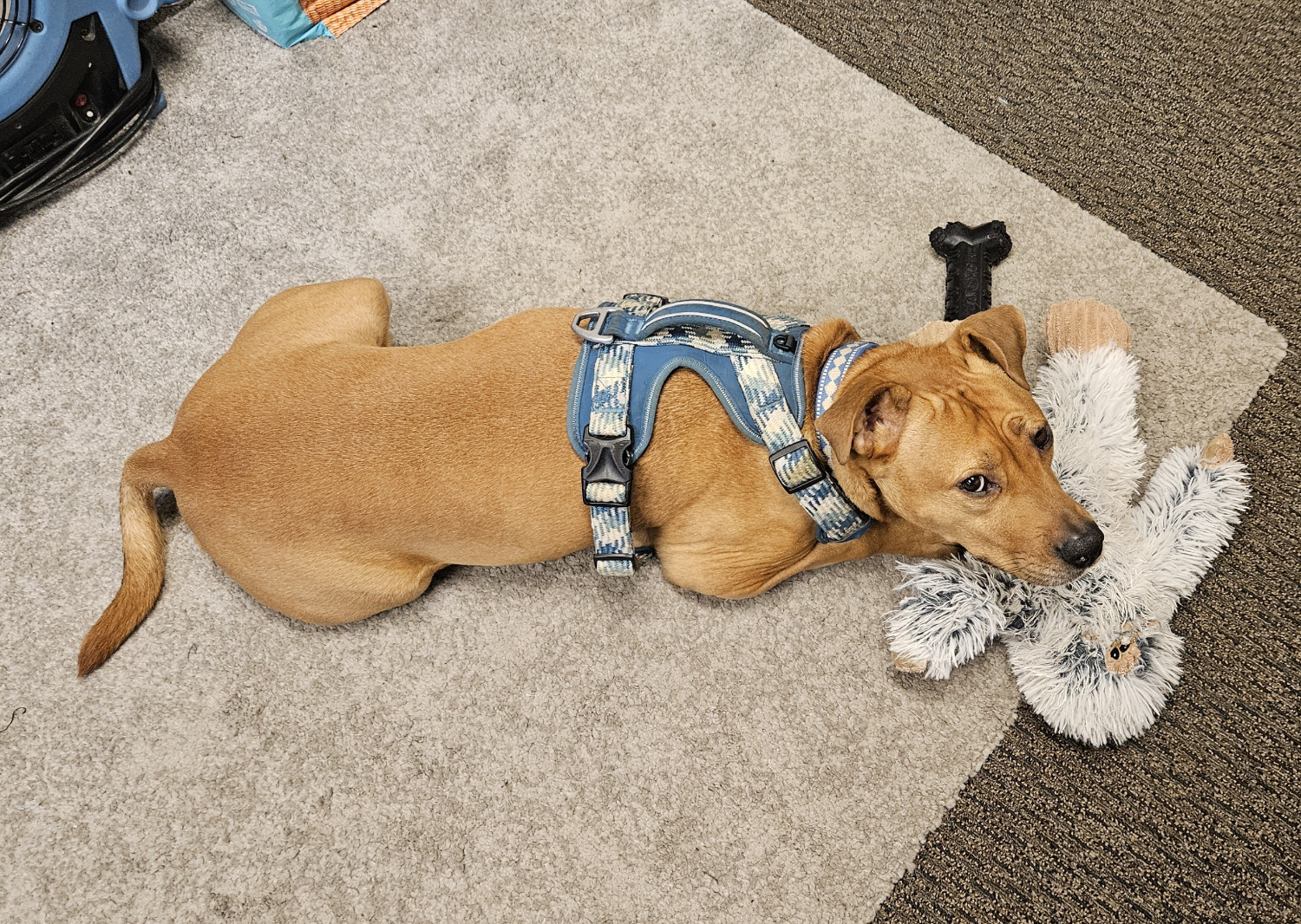 Barley, a dog, lies on an office carpet with a black rubber bone and a plush yeti.