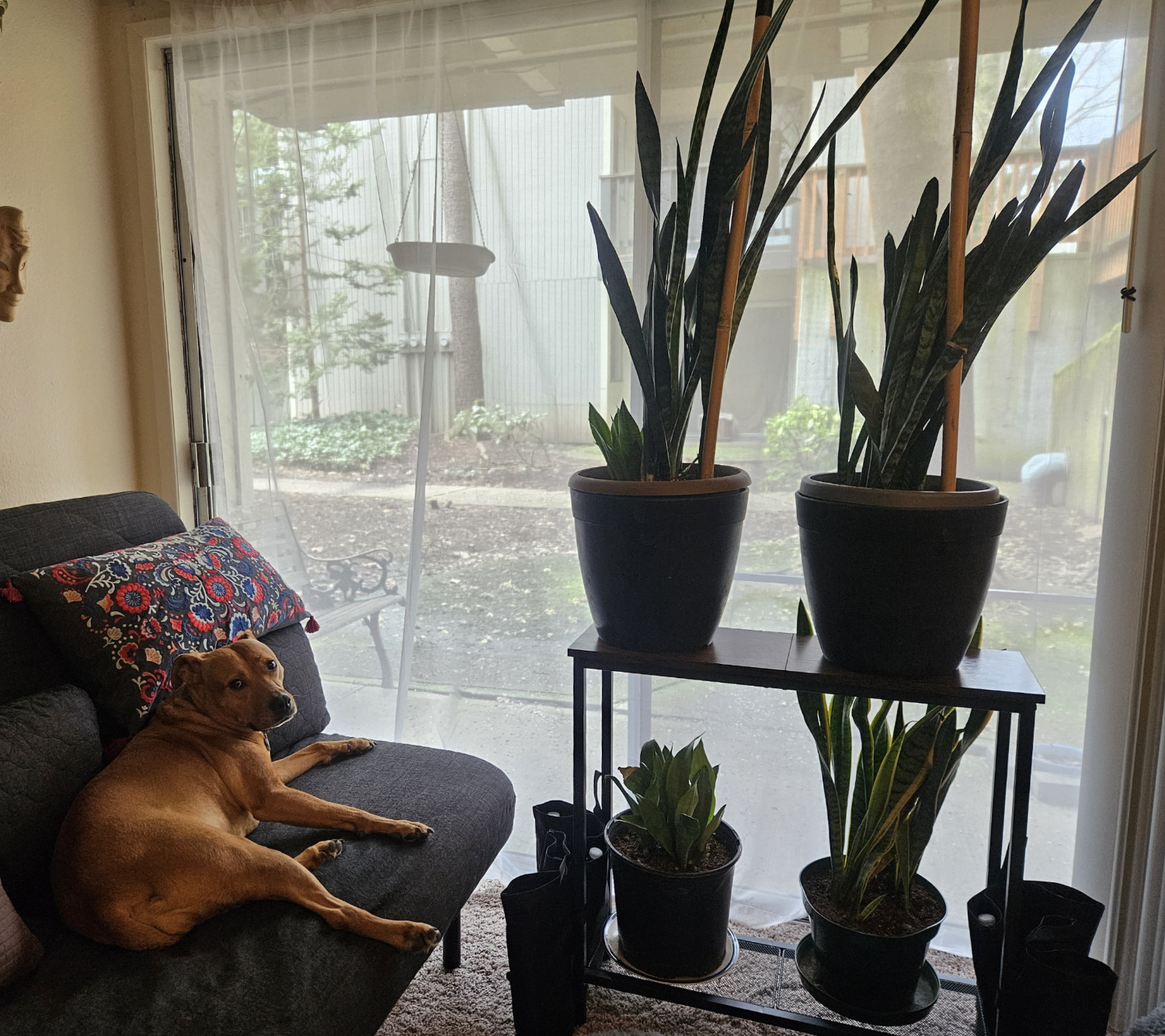 Barley, a dog, lies of the futon beside a shelf of serpent plants, reaching the full height of the patio door.