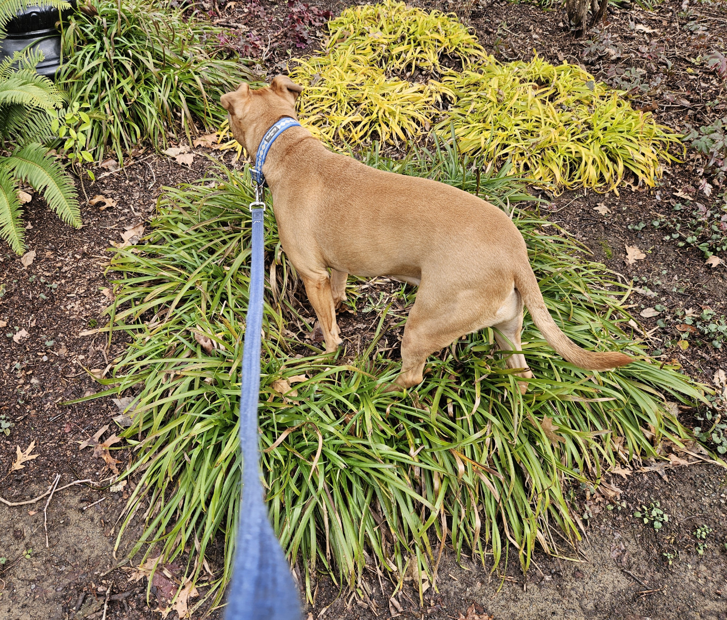 Barley, a dog, stands in the bare center of a ring of low shrubs.