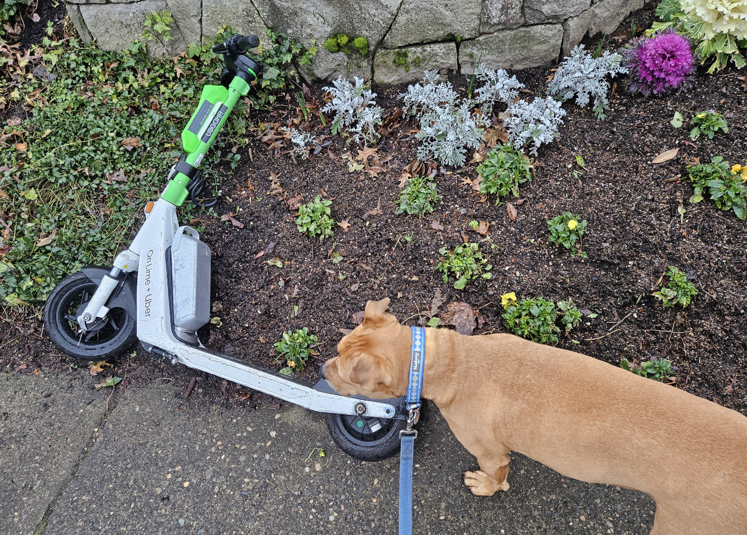 Barley, a dog, examines a Lime scooter that has been unceremoniously dropped onto a flowerbed.