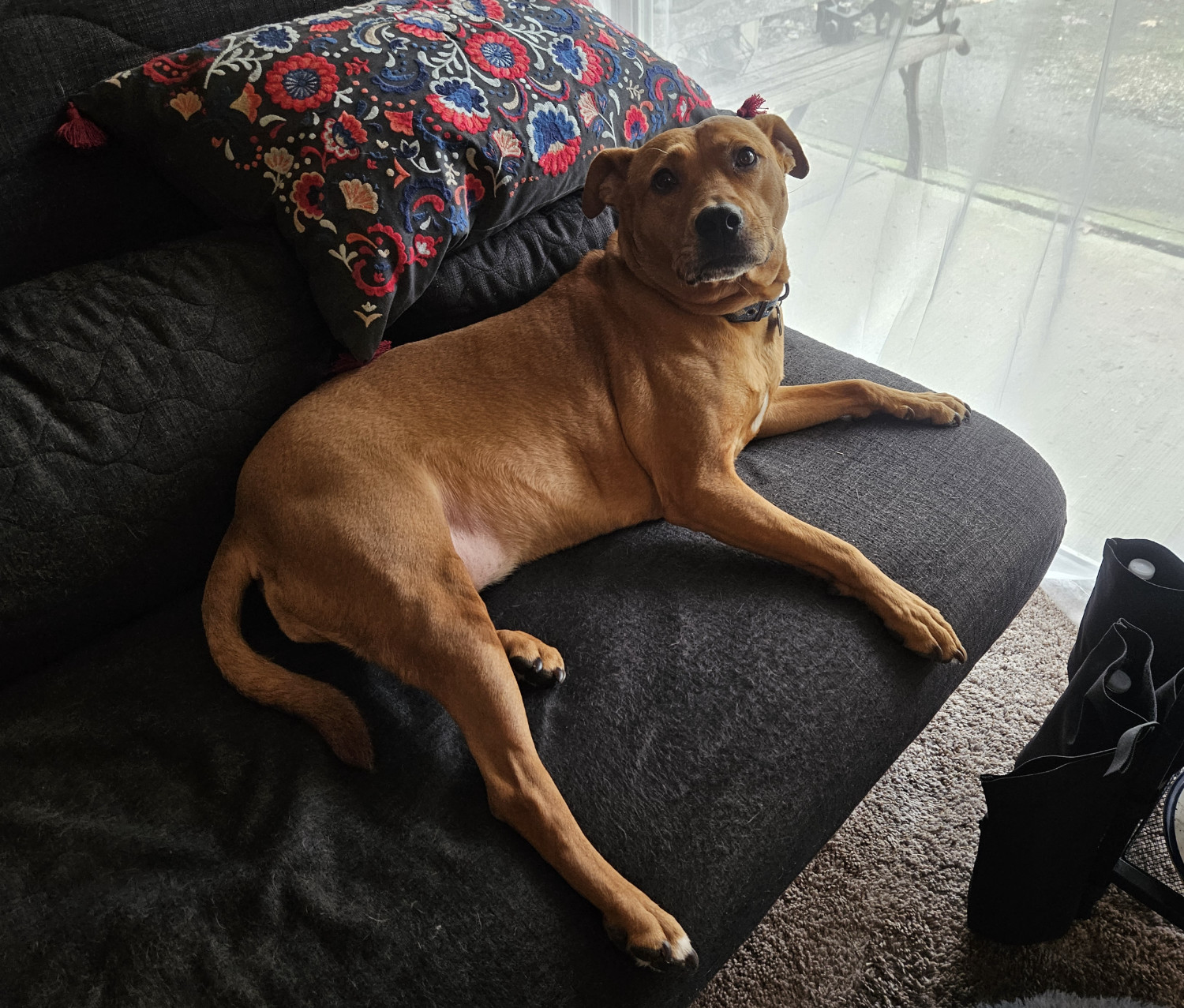 Barley, a dog, looks up from the futon at the camera with wide, hopeful eyes.